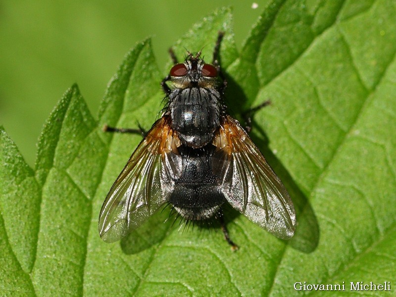 Nemorea pellucida, femmina (Tachinidae)